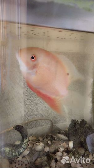 Аквариум панорамный.100 литров.Усиленный