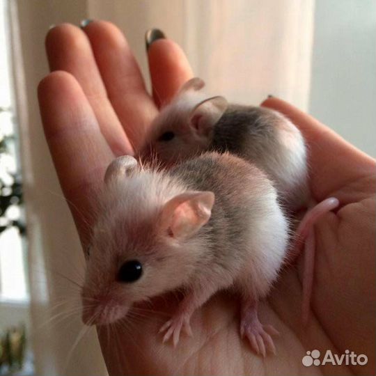 Кормовые мыши, мастомисы