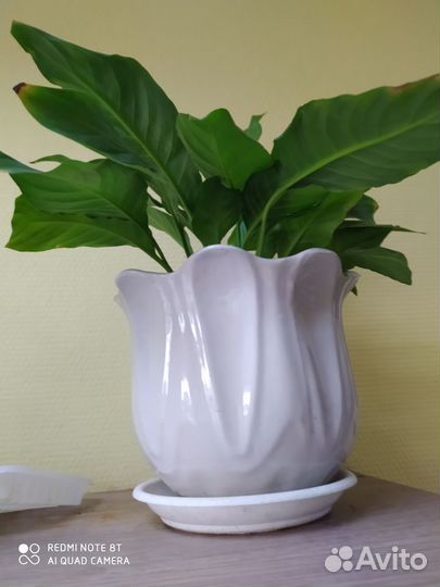 Комнатные цветы