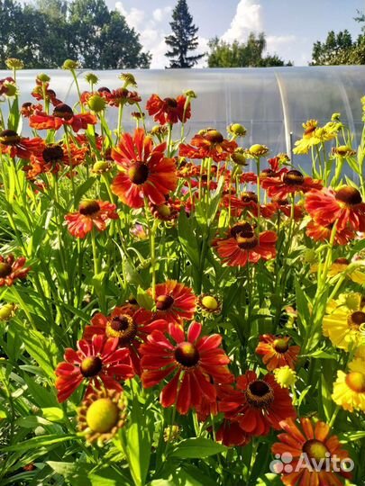 Многолетники со своего огорода