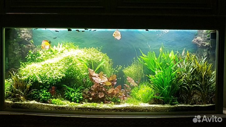 Оформление и обслуживание пресноводных аквариумов