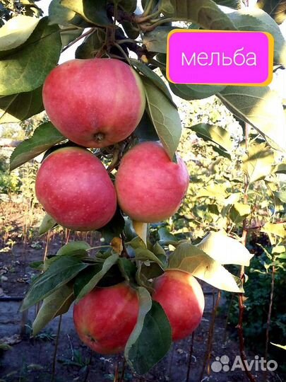 Продам саженцы яблонь 2-3летки