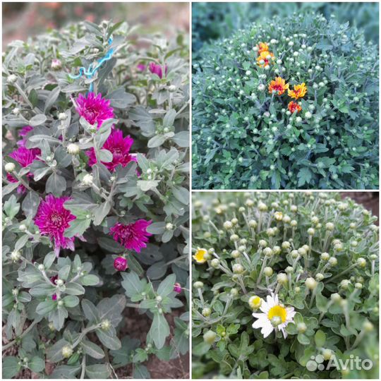 Хризантемы мультифлора