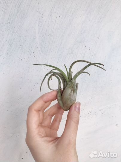 Тилландсия Голова медузы