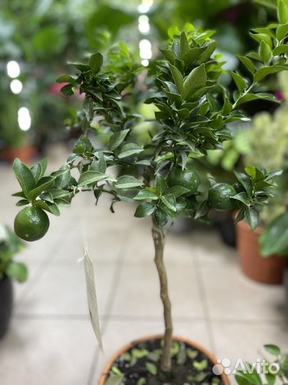 Цитрус мандарин