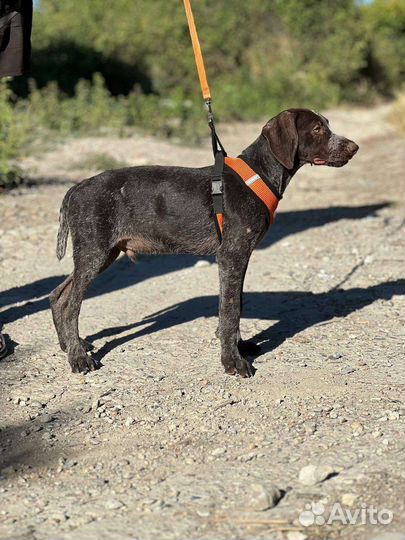 Курцхаар в добрые руки