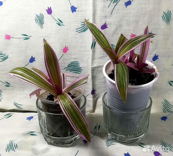 Рео, Фикус пестролистный, Драцена