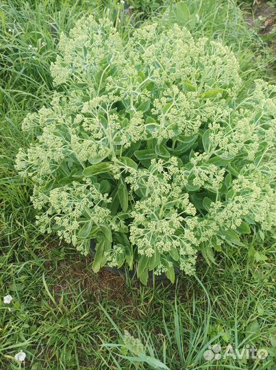 Многолетники для сада цветы