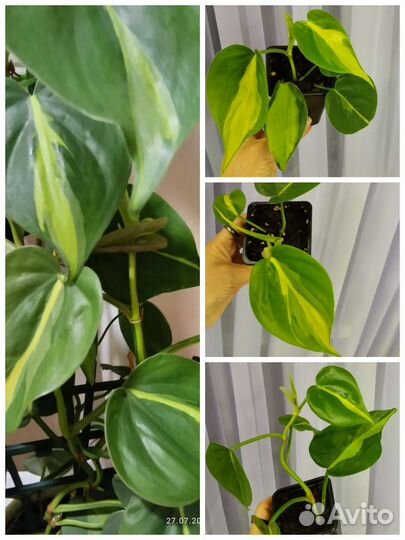 Филодендроны