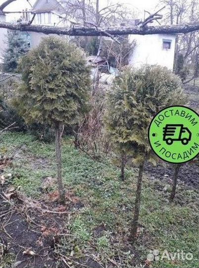 Туя Колумна Формированная