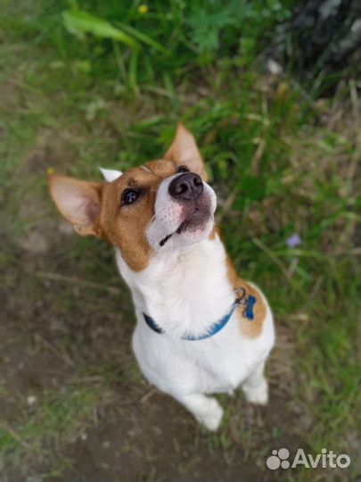 Вязка джек Рассел терьер