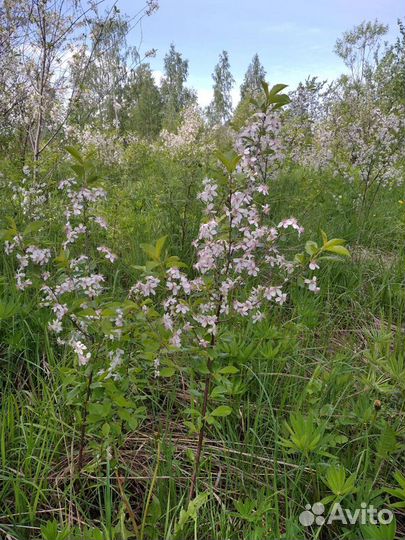 Вишня,слива