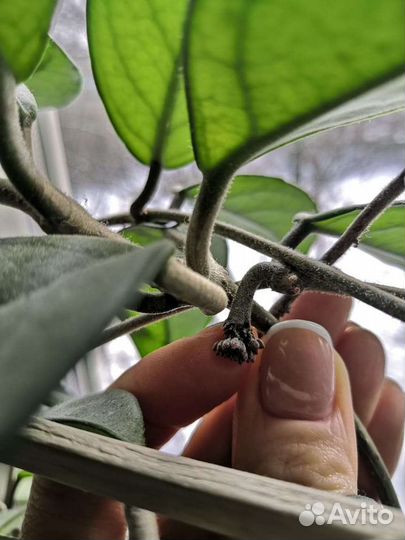 Хойя, восковой плющ