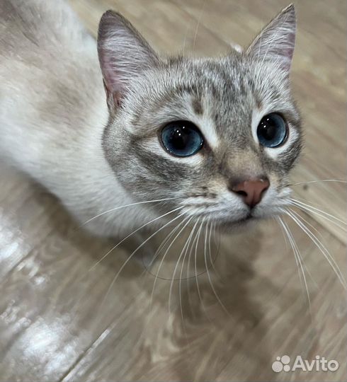 Тайская кошка