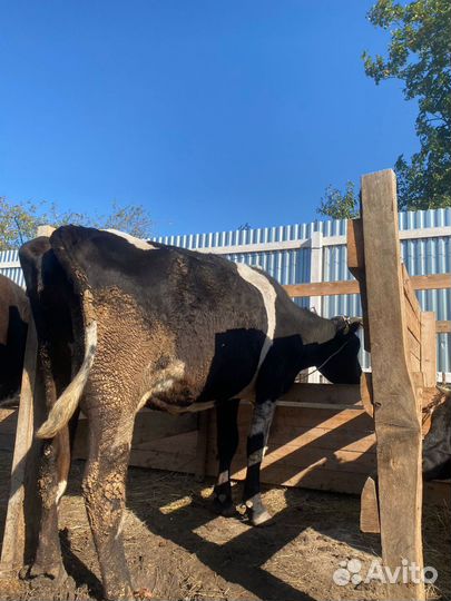 Голштинка чистая один отел