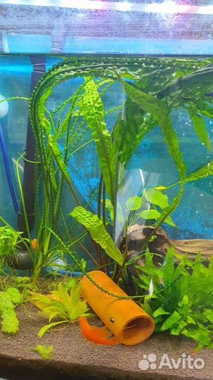 Анциструсы, меченосцы, гуппи, креветки, Аквариумы