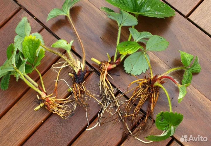 Рассада клубники