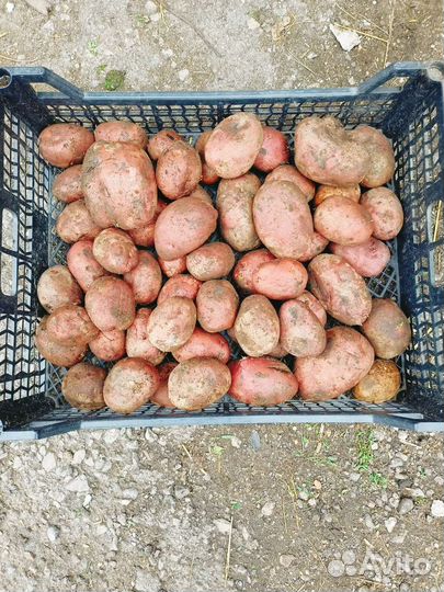 Продам домашний картофель