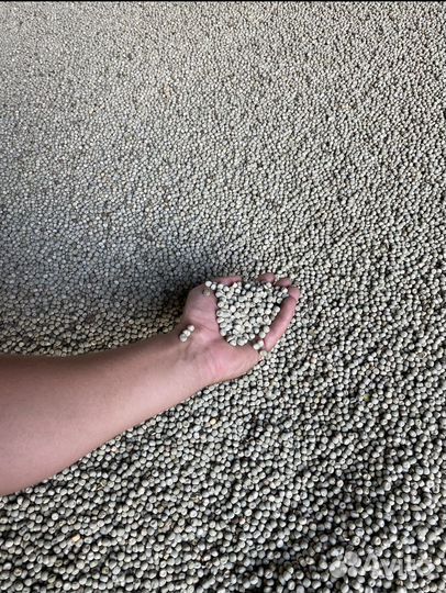 Горох урожай 2024 года