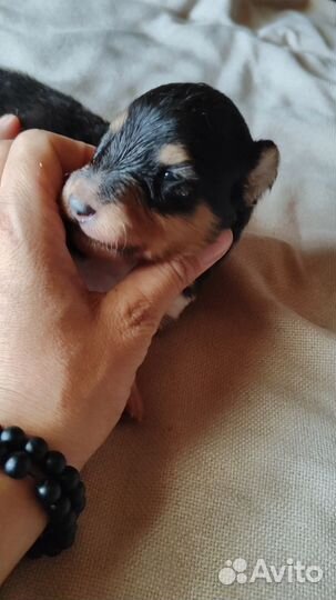 Щенки шелти