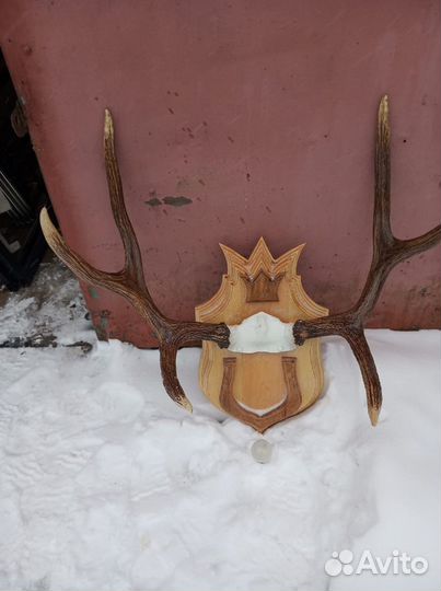 Рога оленя