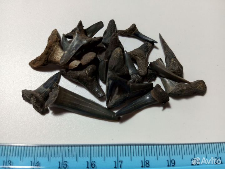 Набор зубов акул люкс 464