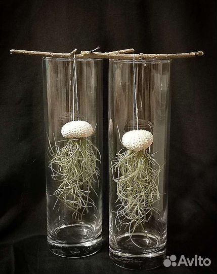 Тилландсия уснеевидная в панцире морского ежа