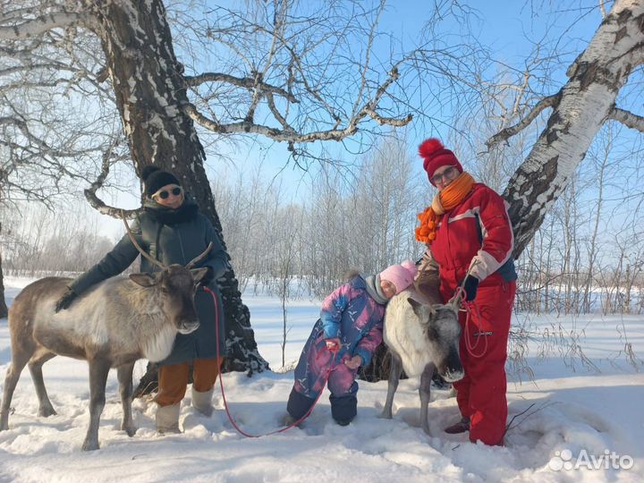 Олень (ферма, животные)