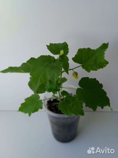 Абутилоны сортовые