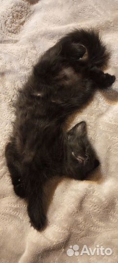 Отличные котятки