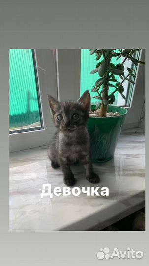 Котята мышеловы
