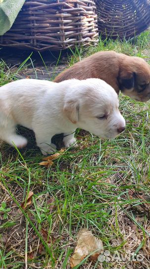 Щенки девочки помесь