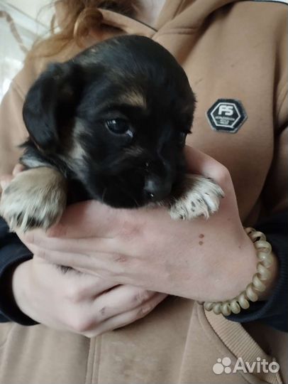 Американский кокер спаниель девочка