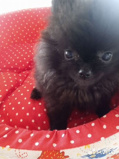 Щенки померанского шпица