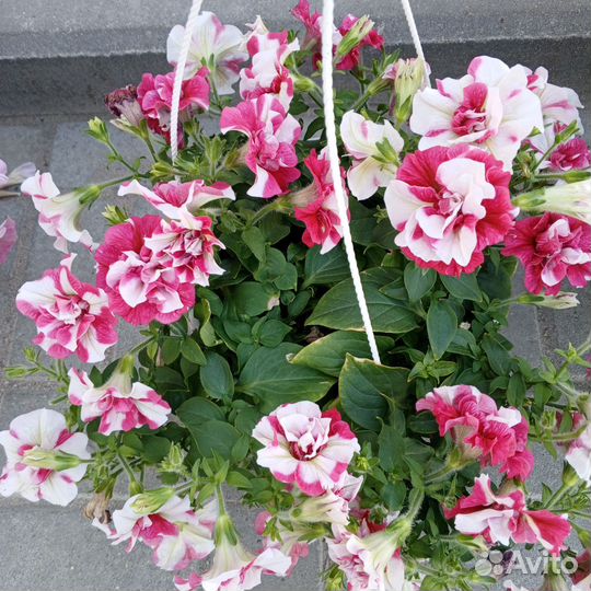 Цветы в кашпо, комнатные, цветочная рассада