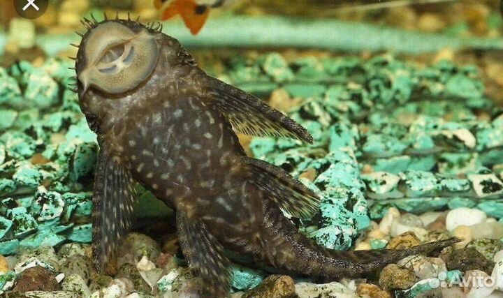 Анциструс сомик