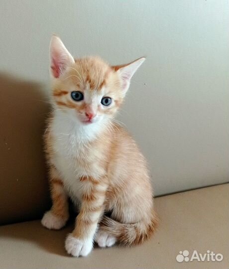 Рыжий котенок бесплатно