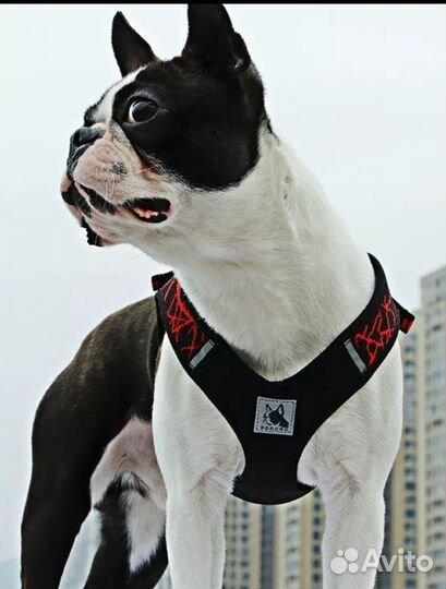 Шлея новая антистресс, S