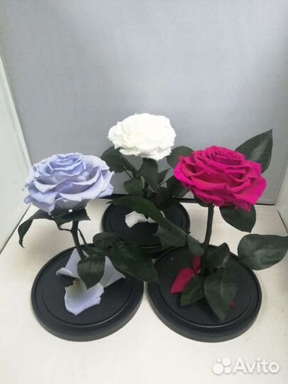 Роза в колбе оптом и в розницу