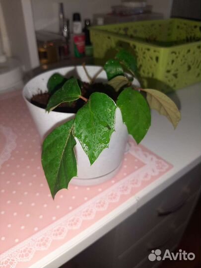 Комнатные цветы березка