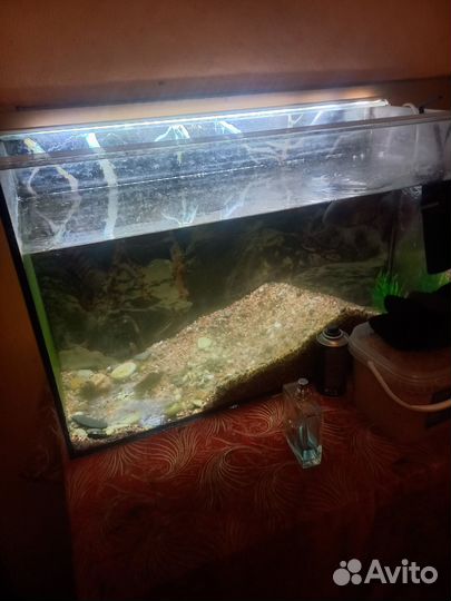 Аквариумн и рыба