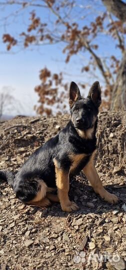 Немецкая овчарка