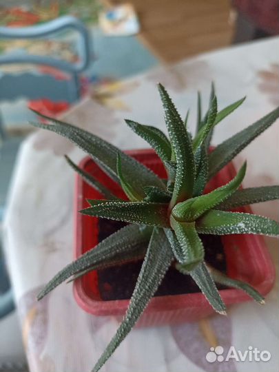 Суккуленты