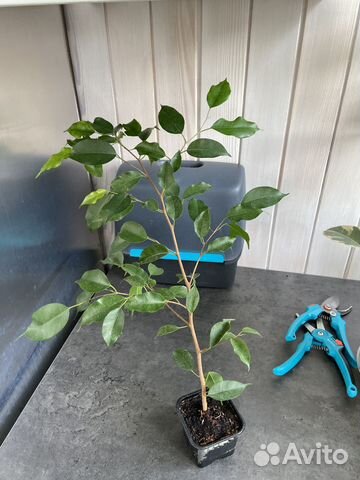 Фикус бенджамина зеленый купить в Уфе | Товары для дома и дачи | Авито