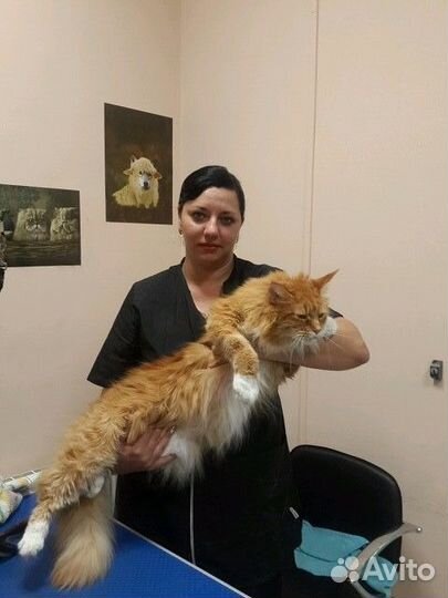 Стрижка собак и кошек