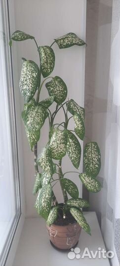 Диффенбахия