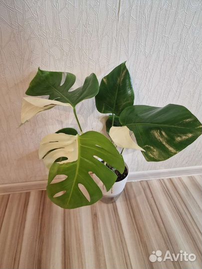 Монстера альба