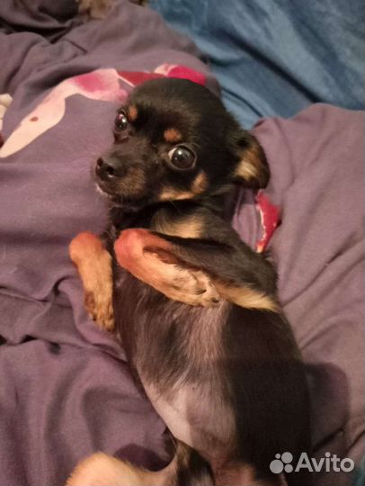 Той-терьер щенки