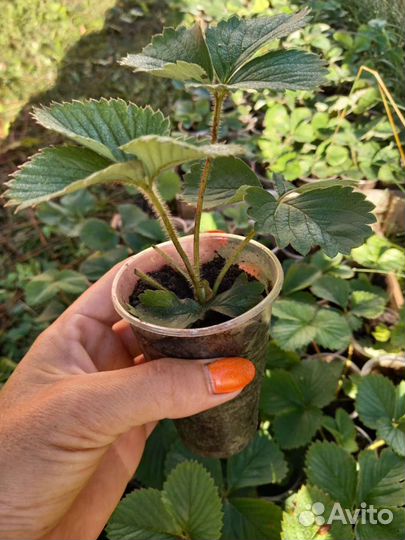 Рассада клубники альбион и Елизавета