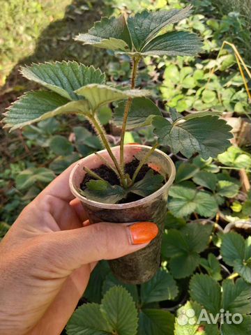 Рассада клубники альбион и Елизавета